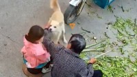 老人手臂被家养狗撕咬：手中握刀不舍得砍