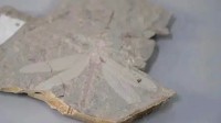 距今1.65亿年！我国发现完整的蜻蜓化石 清晰可见