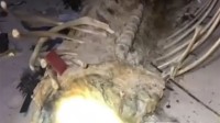 海南发现不明生物尸体：味道很臭 骨架约两米长