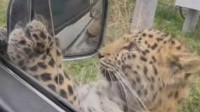 网友开车遇到东北豹 被扒窗啃咬倒车镜撒娇
