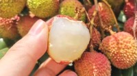 荔枝从70元1斤跌至最低9.8元 预计还会更便宜