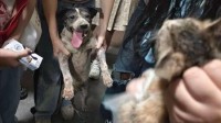 福州大学流浪狗救猫咪爪子刨出血 同学们合力帮忙成功解救