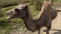 骆驼吃柠檬被酸出表情包 疯狂甩头流口水