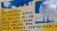 汕头一动物园北极狐高温天没空调 园方：会调节毛量应对酷暑
