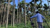 槟榔之乡8成树染病 槟榔种植户从年入百万到现收入0