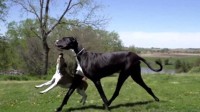 美国一只大丹犬肩高近1米 打破吉尼斯世界纪录