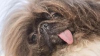 8岁京巴犬赢得2024年世界最丑狗大赛 黑脸长发丑萌
