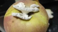 苹果长出蘑菇 中科院专家千里求购：有重要研究价值