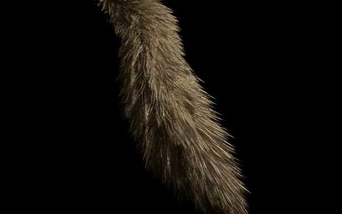 《生化危机4重制版》饰品获取攻略